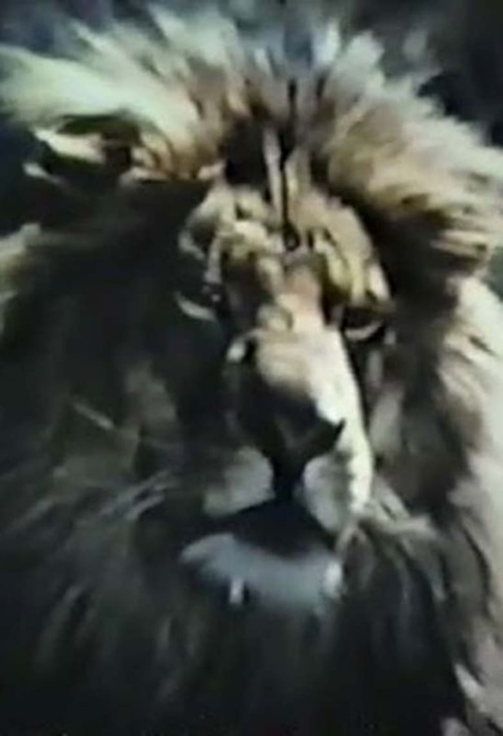 The Veldt i gruppen Alla filmer / Science Fiction hos Mohamad shop (641588)