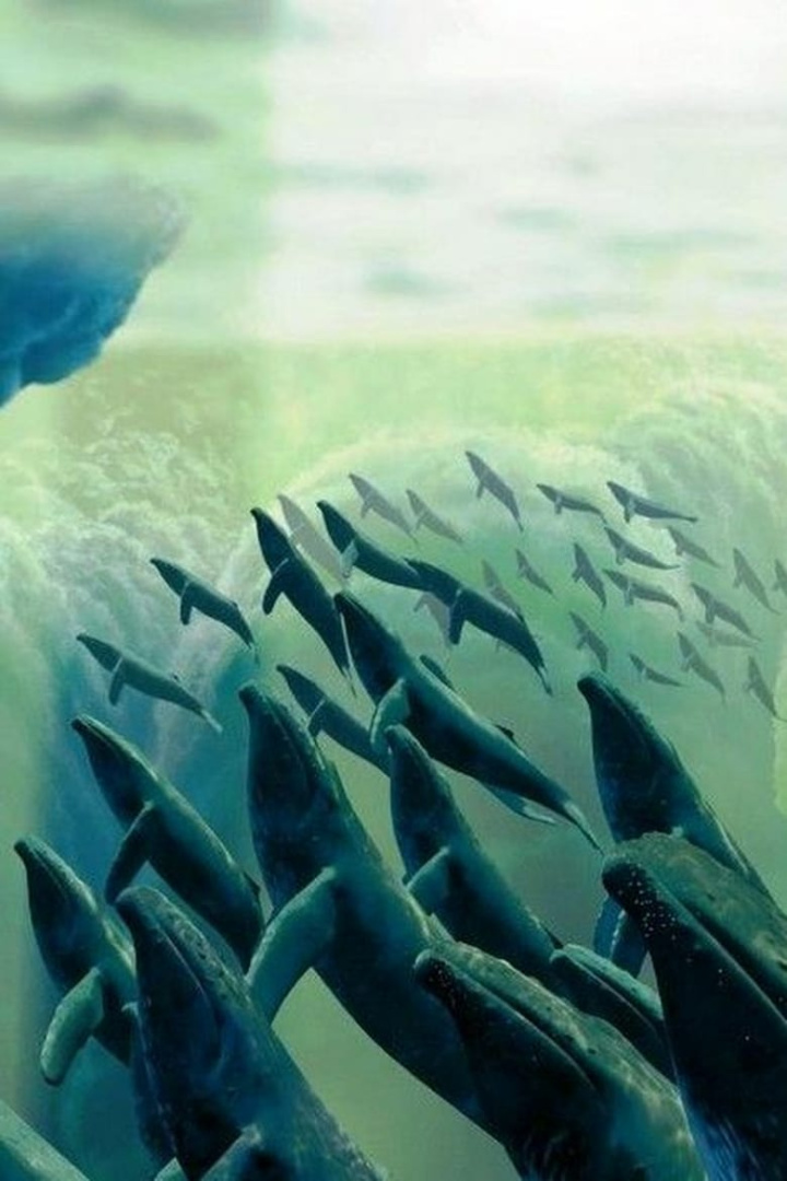 Pines of Rome i gruppen Alla filmer hos Mohamad shop (641750)