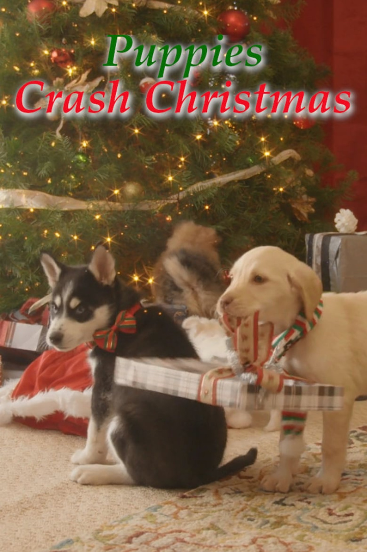Streaming Wonderland: Puppies Crash Christmas i gruppen Alla filmer hos Mohamad shop (646975)