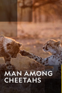 Man Among Cheetahs