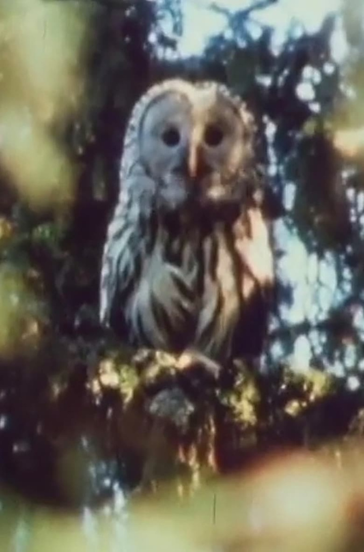 Cry, Beloved Land i gruppen Alla filmer / Documentary hos Mohamad shop (654358)