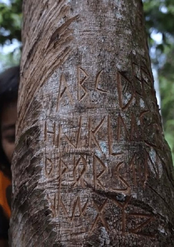 Forrest Now i gruppen Alla filmer / Documentary hos Mohamad shop (654883)