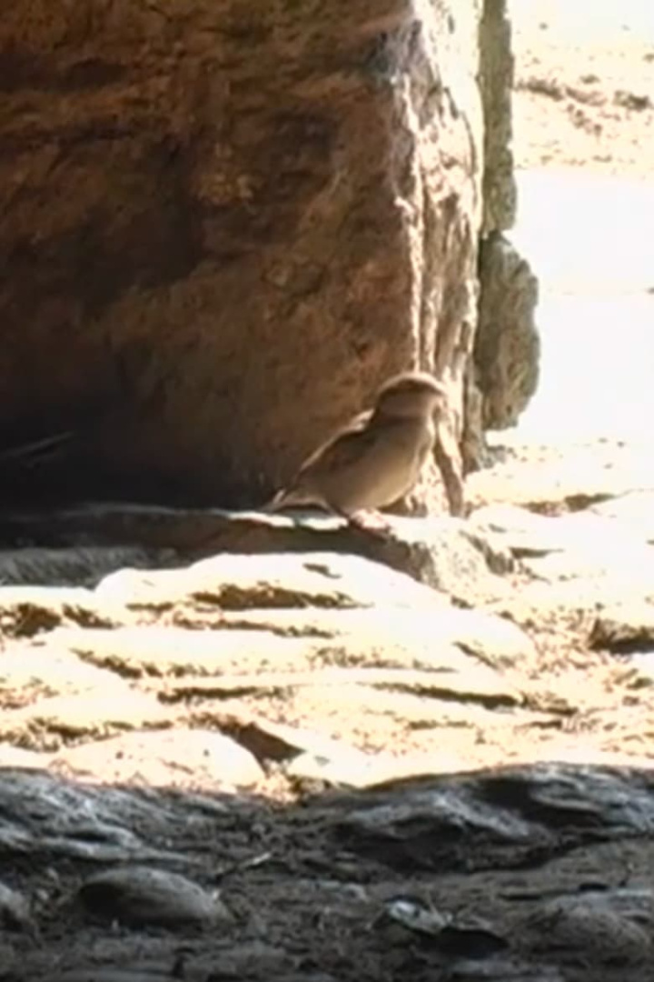 Greenwell Barn i gruppen Alla filmer hos Mohamad shop (658544)