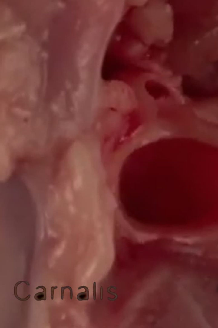 Carnalis i gruppen Alla filmer / Animation hos Mohamad shop (666292)