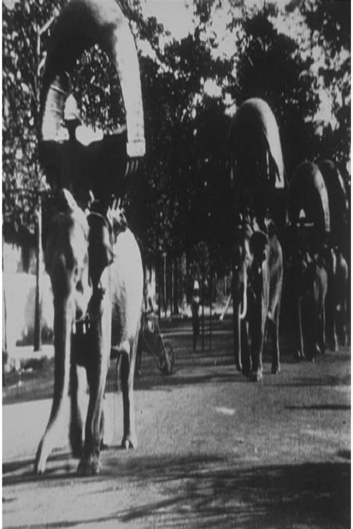 Promenades des éléphants à Phnom Penh i gruppen Alla filmer / Documentary hos Mohamad shop (667036)