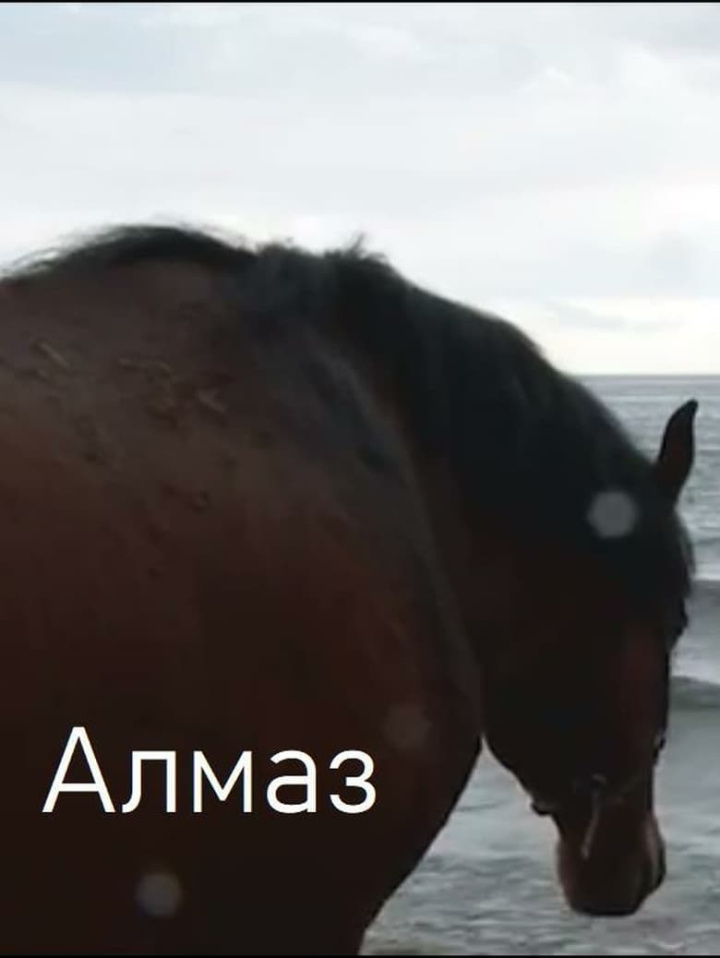 Almaz i gruppen Alla filmer / Documentary hos Mohamad shop (667687)