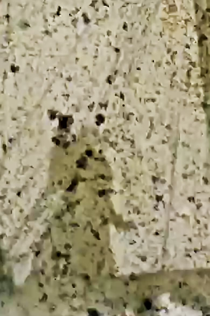 Luzern Viper i gruppen Alla filmer / Horror hos Mohamad shop (668184)