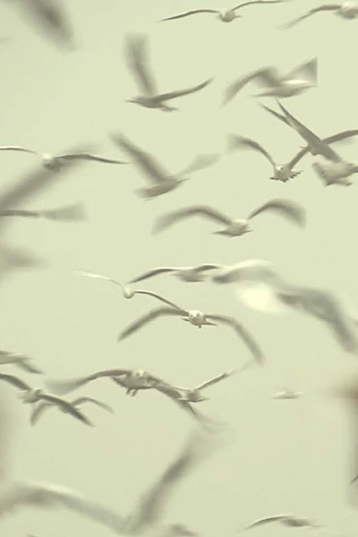 White Trash i gruppen Alla filmer / Documentary hos Mohamad shop (668452)